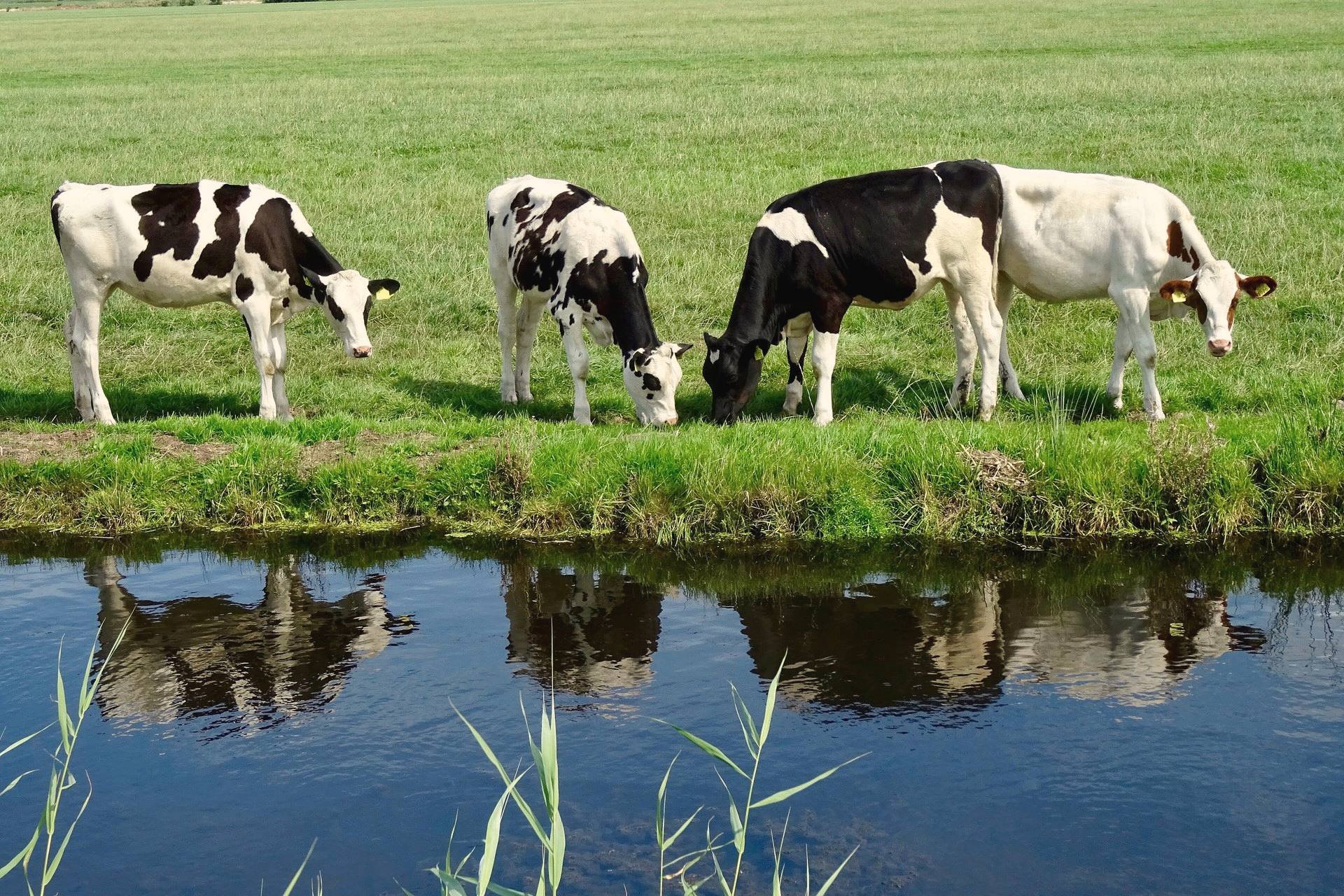 Koeien grazen langs een sloot