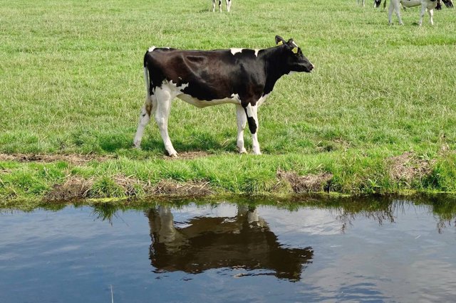 Lavameel op grasland: 1.000 kg per hectare, elk jaar