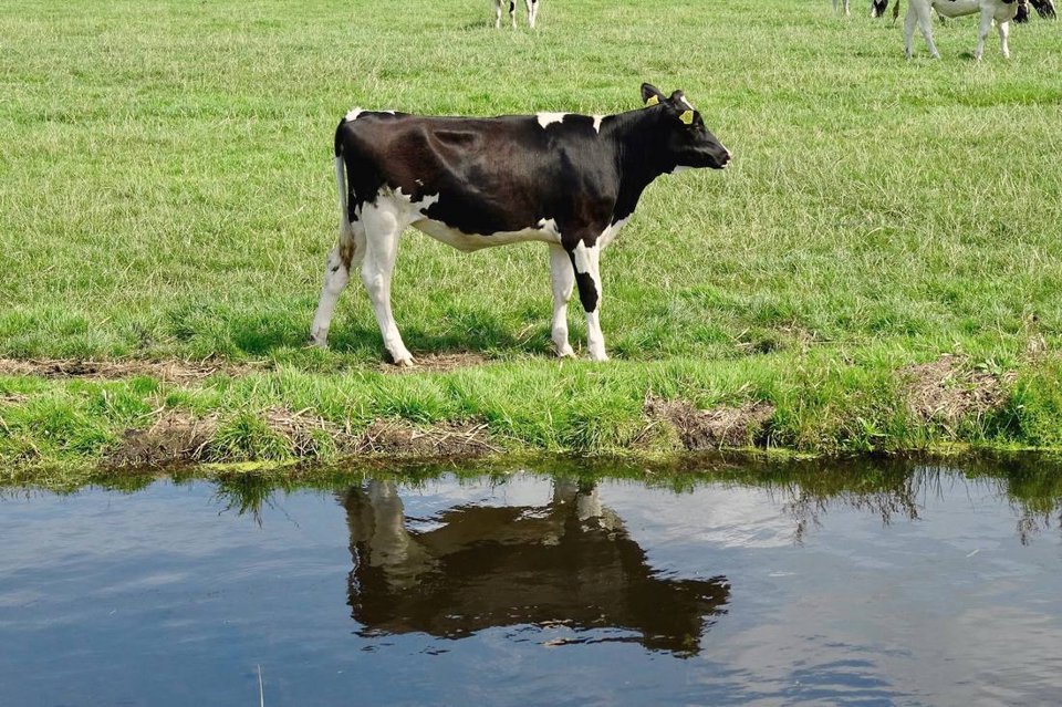 Kalf aan de slootkant