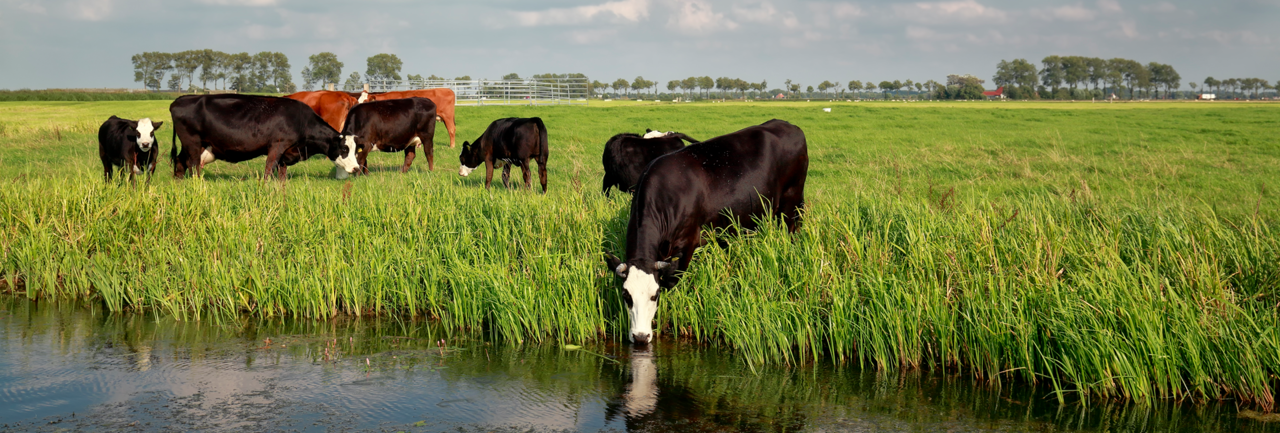 Lavameel op het melkveebedrijf: van grasland tot mestput en weer terug