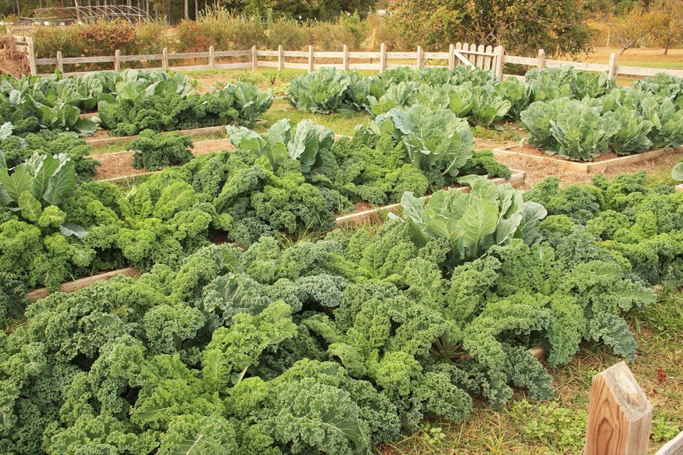 Boerenkool en kool in moestuinbedden