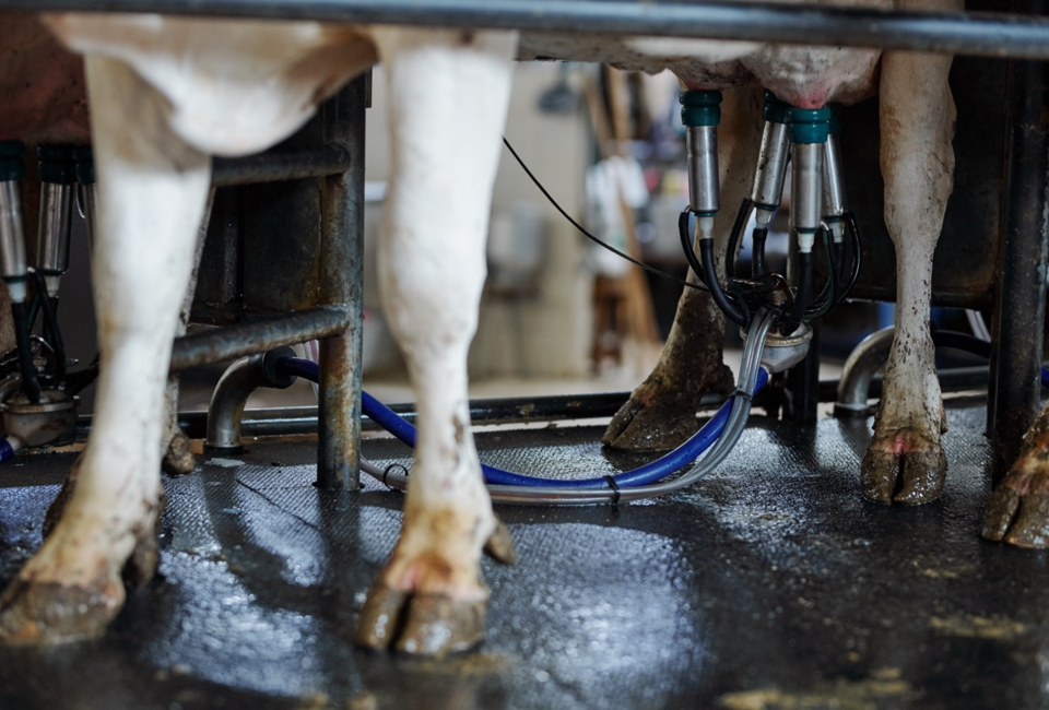 Voordelen van Diabas Lavameel in de stal